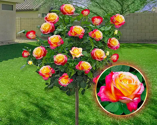 Stebelna vrtnica „Double Delight”