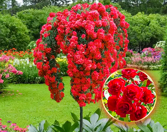 Stebelna vrtnica „Scarlet”