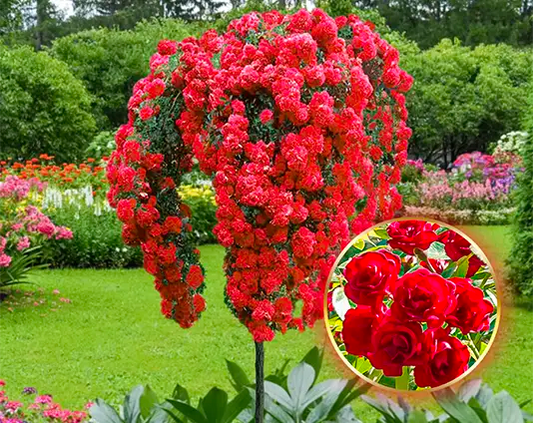 Stebelna vrtnica „Scarlet”